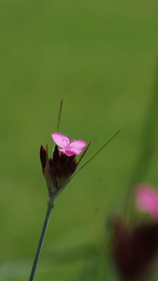 Dianthus carthusianorum - Karthäuser-Nelke