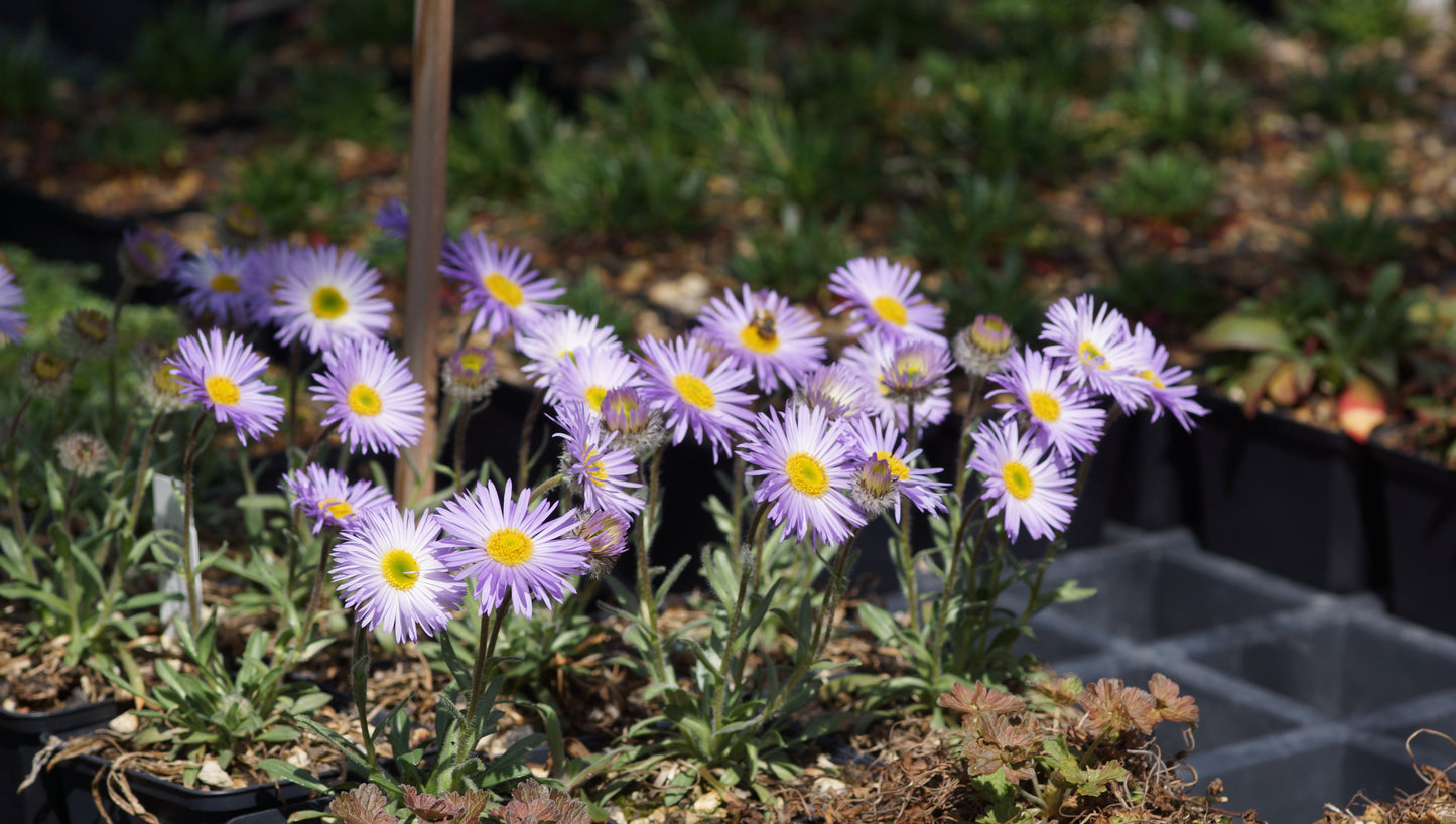Erigeron simplex - Einstängeliges Berufskraut
