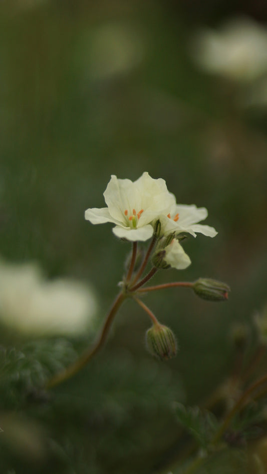 Erodium chrysanthum - Reiherschnabel