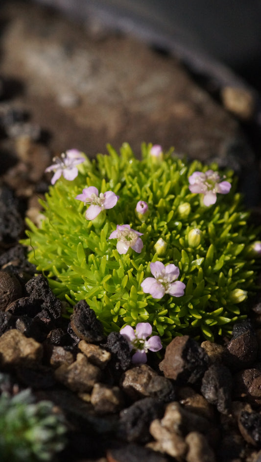 Silene acaulis 'Frances' - Stängelloses Leimkraut