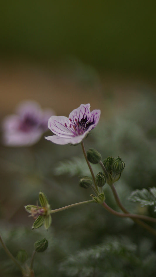 Erodium rupestre 'Silver Form' - Reiherschnabel