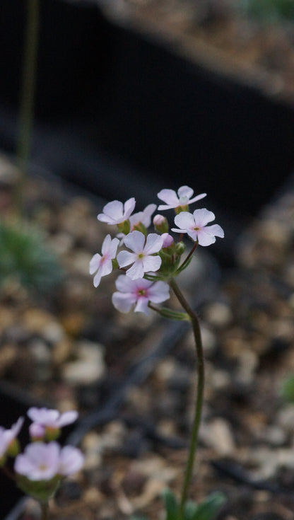 Androsace himalaica - Mannsschild