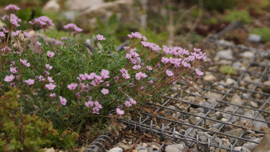 Erodium absinthoides - Wermut-Reiherschnabel