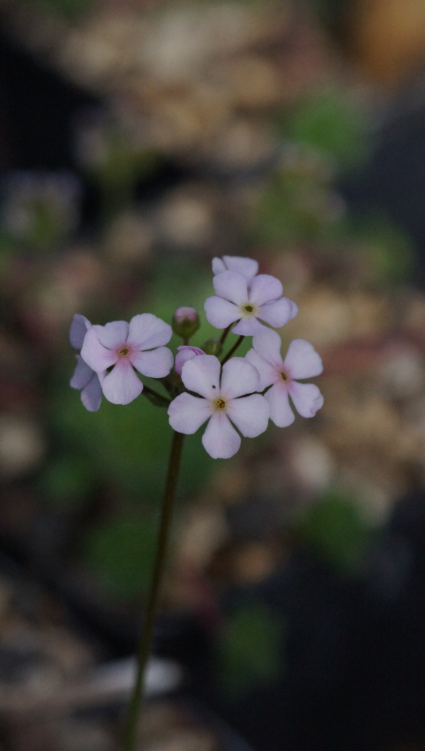 Androsace himalaica - Mannsschild