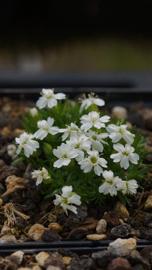 Silene acaulis 'Alba' - Stängelloses Leimkraut
