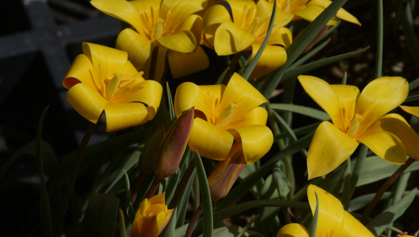 Tulipa clusiana var. chrysantha - Damen-Tulpe