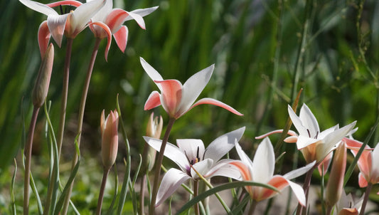 Tulipa clusiana - Damen Tulpe