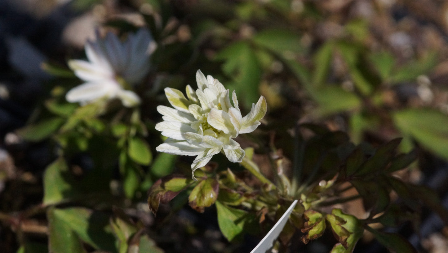 Anemone nemorosa 'Elfensternchen' - Buschwindröschen