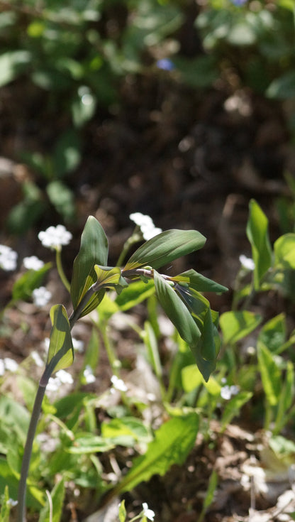 Polygonatum x Hybridum 'Betberg' - Dunkles Salomonssiegel