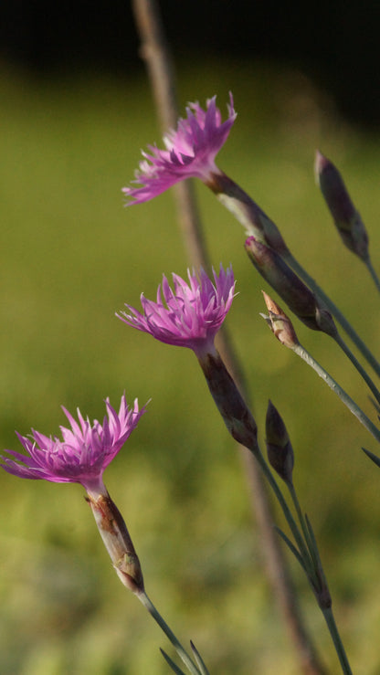 Dianthus anderwoodii - Anderwood Nelke