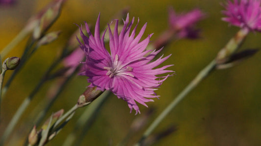 Dianthus anderwoodii - Anderwood Nelke