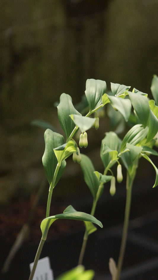 Polygonatum x hybridum 'Weihenstephan' - Hohes Salomonssiegel