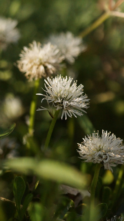 Globularia cordifolia 'Alba' - Herzblättrige Kugelblume