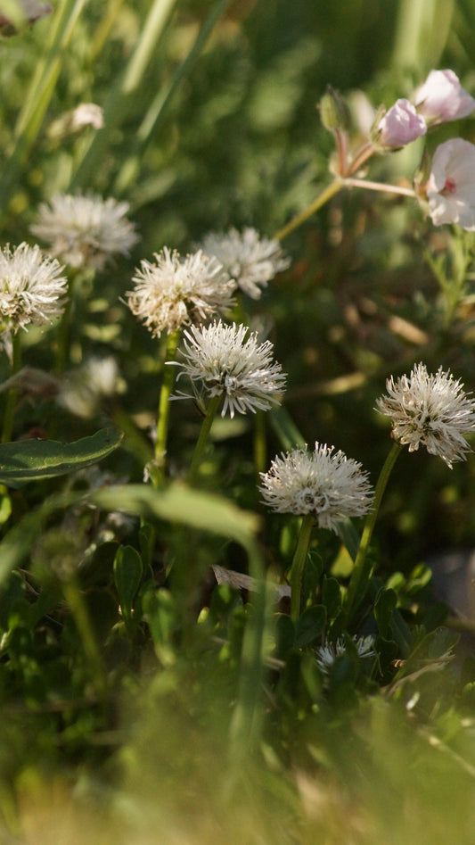 Globularia cordifolia 'Alba' - Herzblättrige Kugelblume