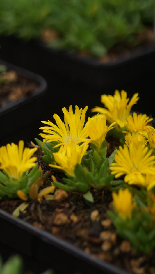 Delosperma congestum 'Gold Nugget' - Mittagsblume