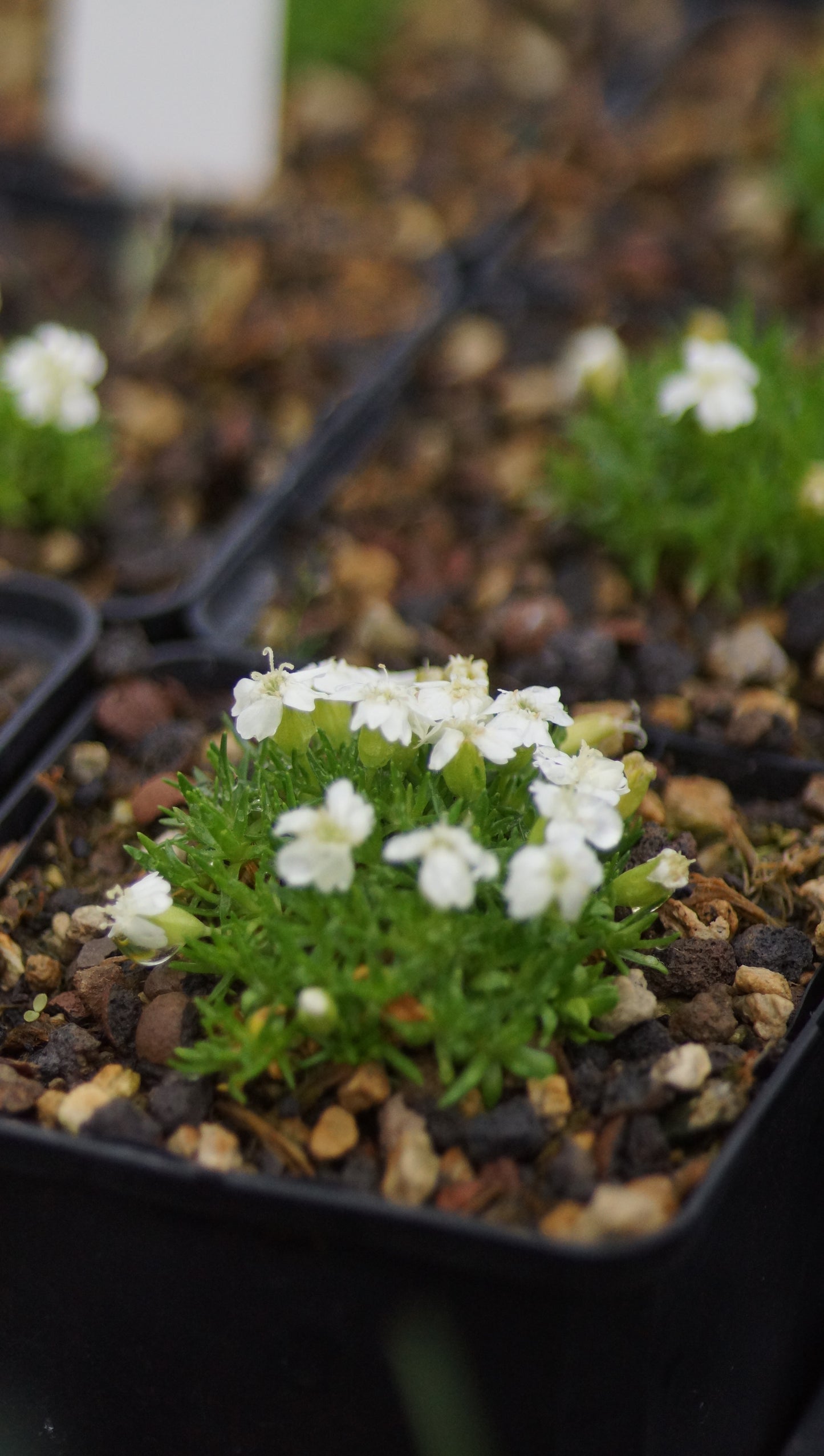 Silene acaulis 'Alba' - Stängelloses Leimkraut