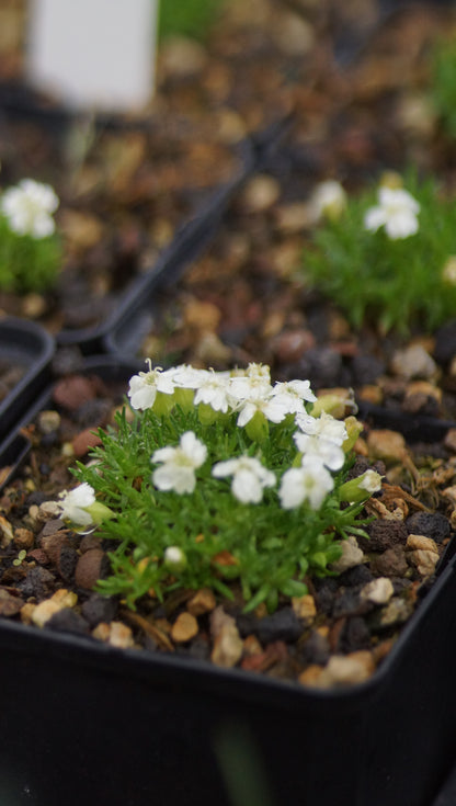 Silene acaulis 'Alba' - Stängelloses Leimkraut