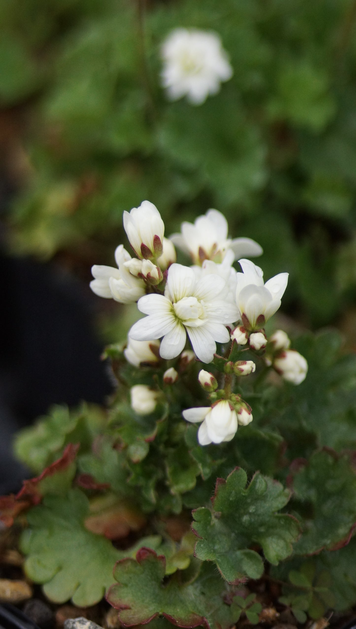 Saxifraga granulata 'Flore Pleno' - Gefülltes Knöllchen-Steinbrech