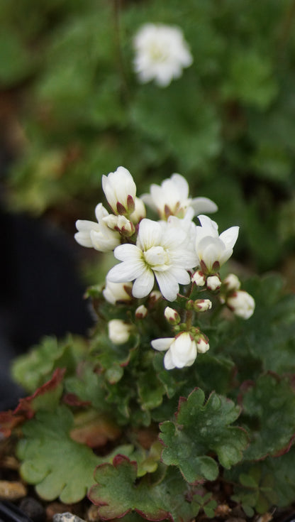 Saxifraga granulata 'Flore Pleno' - Gefülltes Knöllchen-Steinbrech