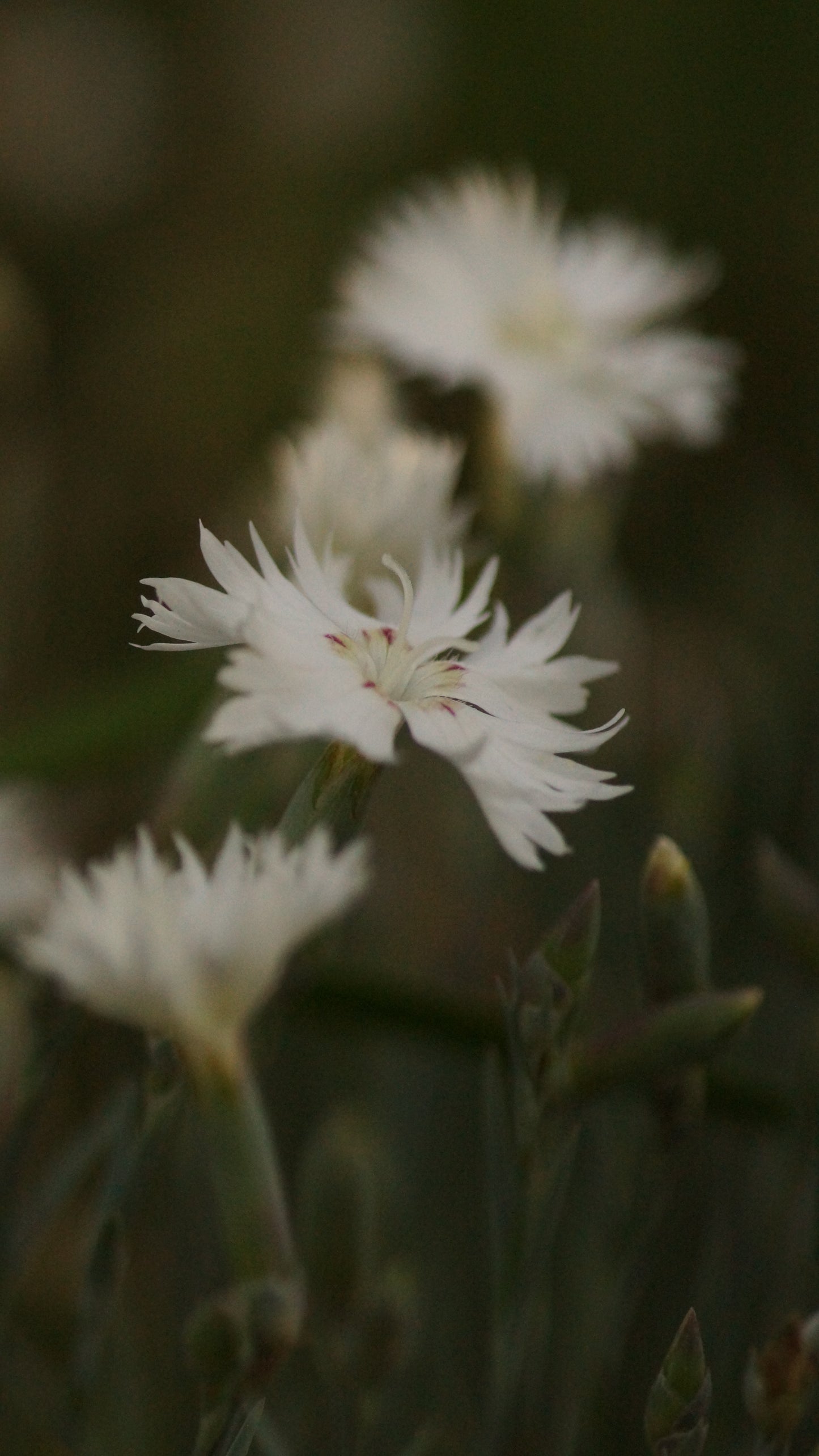 Dianthus gratianopolitanus 'Nebula' - Pfingst-Nelke