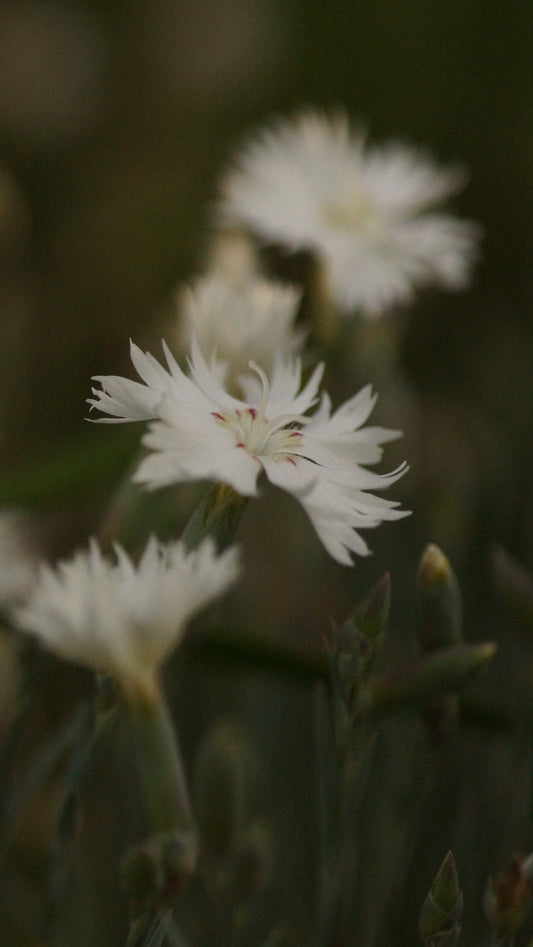 Dianthus gratianopolitanus 'Nebula' - Pfingst-Nelke