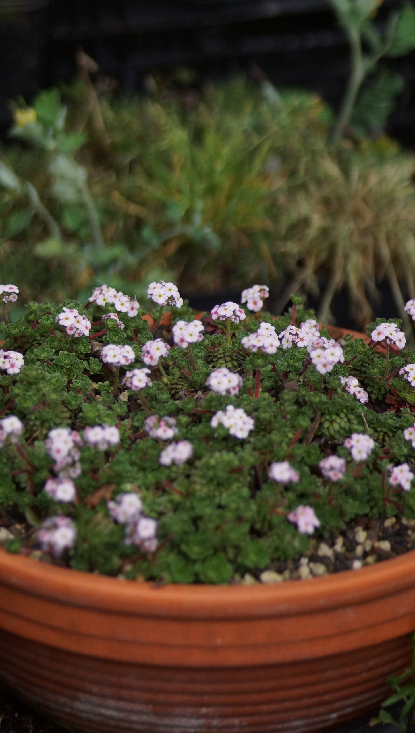 Androsace sempervivoides 'Susan Joan' - Zwergiger Tibet-Mannsschild