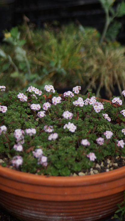 Androsace sempervivoides 'Susan Joan' - Zwergiger Tibet-Mannsschild