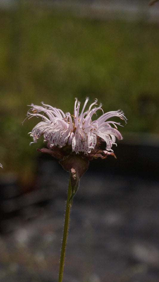 Monarda bradburiana 'Ozark' - Frühe Indianernessel