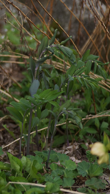 Polygonatum x Hybridum 'Betberg' - Dunkles Salomonssiegel