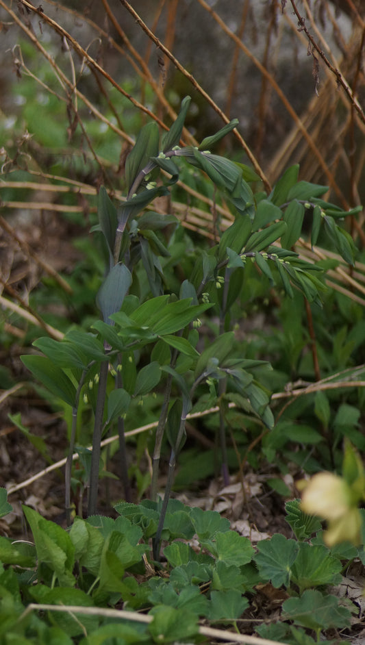 Polygonatum x Hybridum 'Betberg' - Dunkles Salomonssiegel