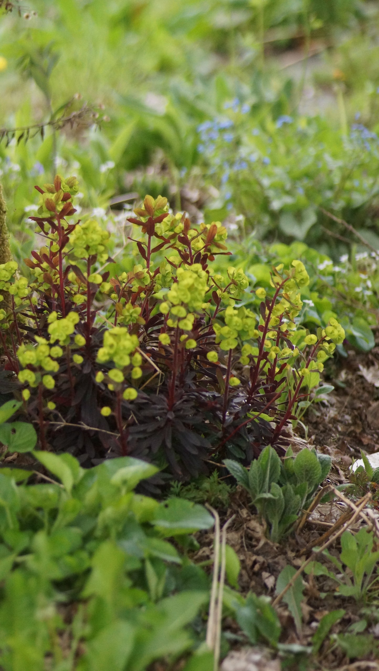 Euphorbia amygdaloides 'Purpurea' - Mandelblättrige Wolfsmilch
