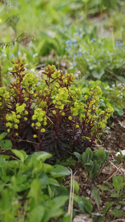 Euphorbia amygdaloides 'Purpurea' - Mandelblättrige Wolfsmilch