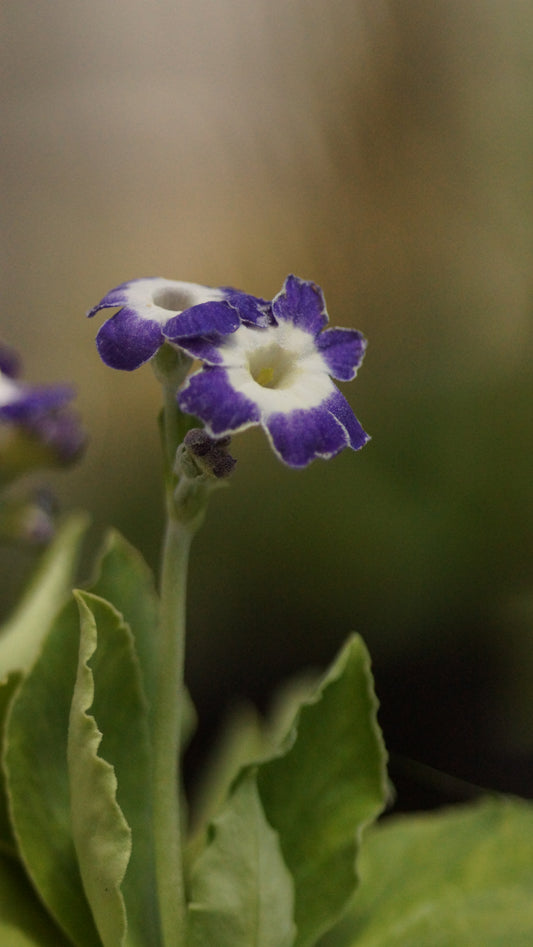 Primula x auricula 'Star Flower' - Schau-Aurikel
