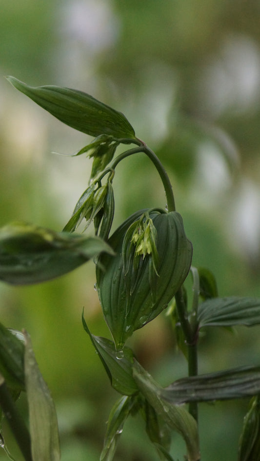 Disporum cantoniense 'Green Giant' - Waldglocke