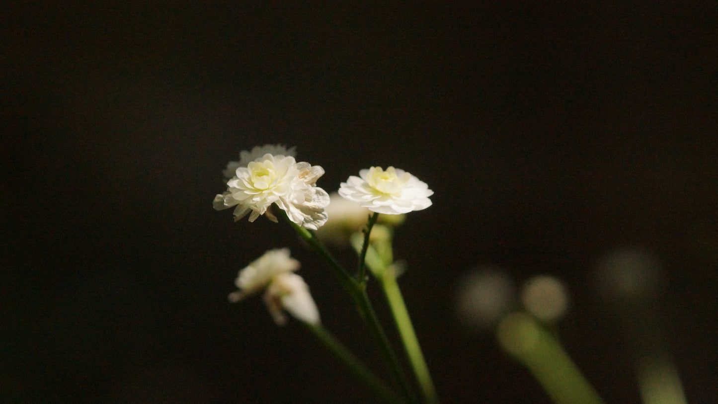 Ranunculus aconitifolius 'Pleniflorus' - Eisenhutblättriger Hahnenfuss