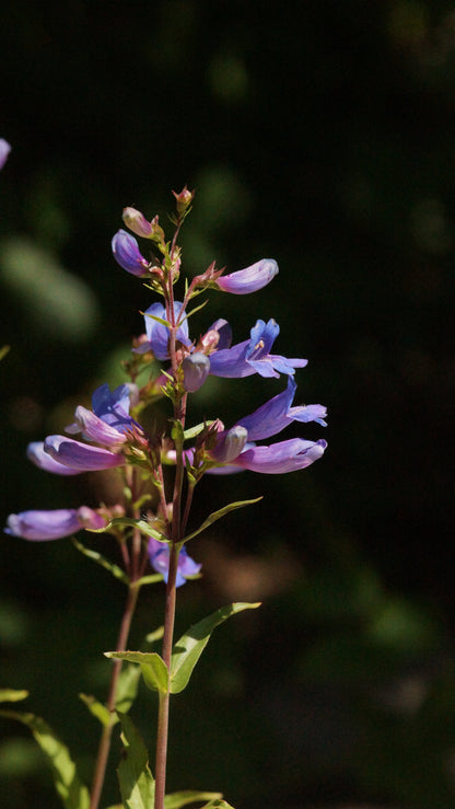 Penstemon fruticosus 'Catherine de la Mere' - Strauch-Bartfaden