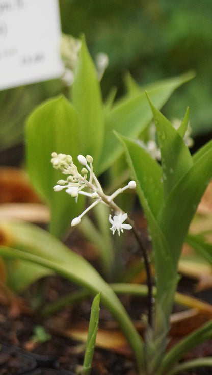Speirantha gardenii (Syn. S. convallarioides) - Sternmaiglöckchen
