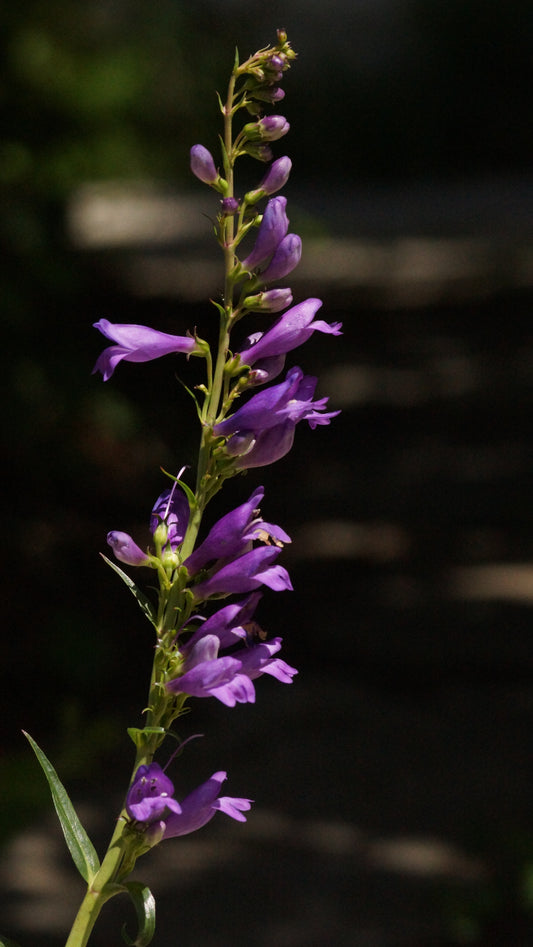 Penstemon strictus (Syn. Penstemon strictus 'Bandera') - Rocky Mountain-Bartfaden