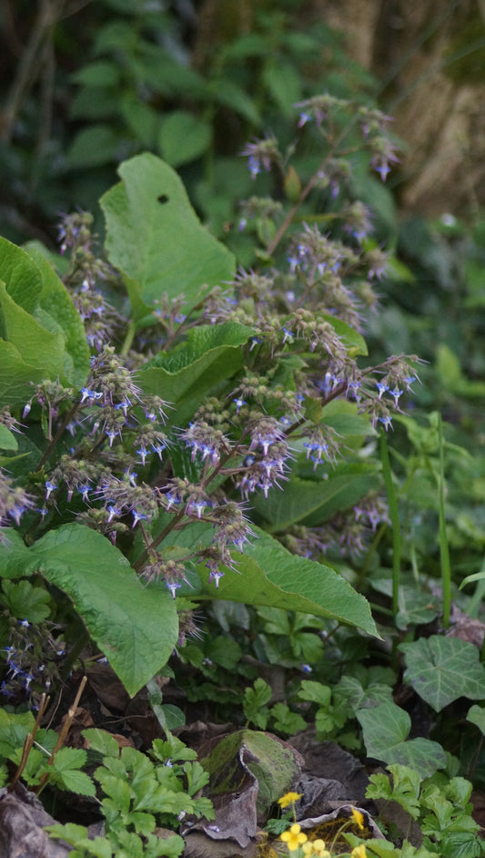 Trachystemon orientalis - Orientalischer Rauling