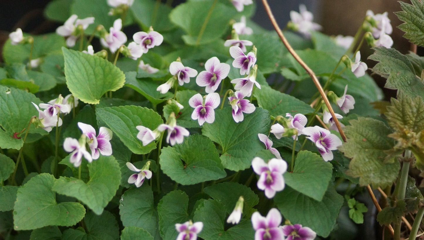 Viola Hybride 'Alice Witter' - Veilchen