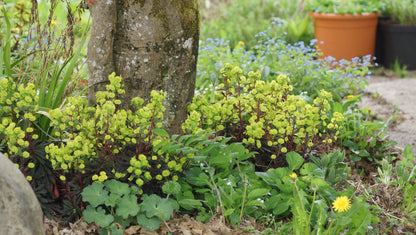 Euphorbia amygdaloides 'Purpurea' - Mandelblättrige Wolfsmilch