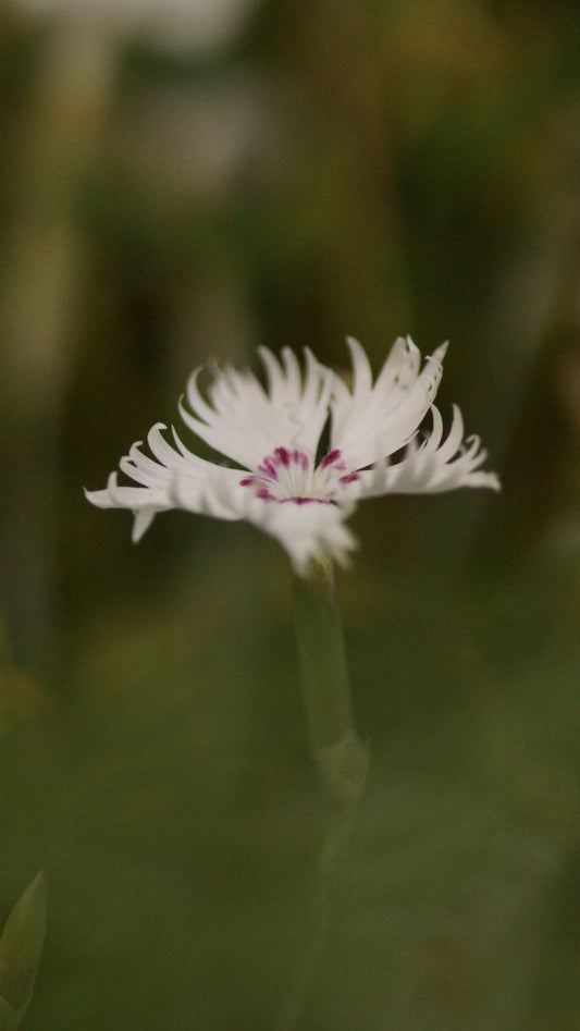 Dianthus gratianopolitanus 'Arcane' - Pfingst-Nelke
