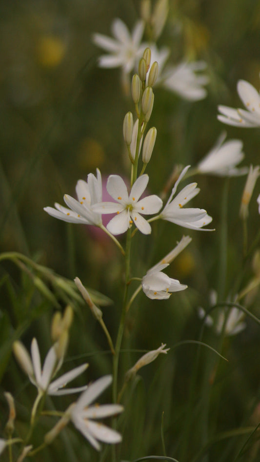 Anthericum liliago  - Astlose Graslilie
