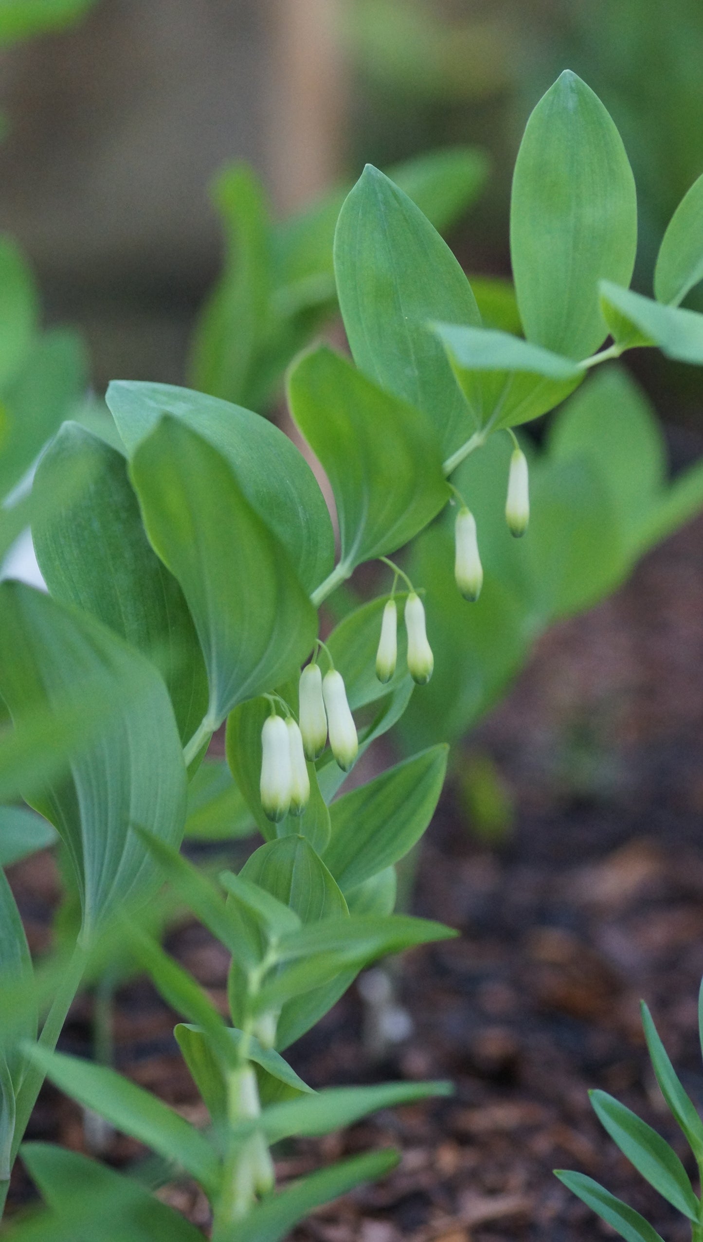 Polygonatum odoratum - Echtes Salomonssiegel