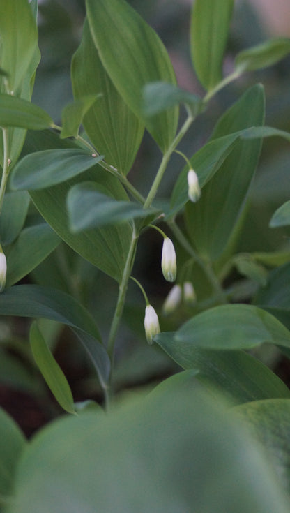 Polygonatum odoratum 'Flore Pleno' - Gefülltblühendes Salomonssiegel