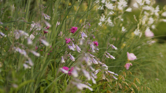 Penstemon hirsutus - Rauhaariger Bartfaden