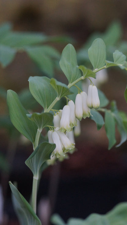 Polygonatum x hybridum 'Weihenstephan' - Hohes Salomonssiegel