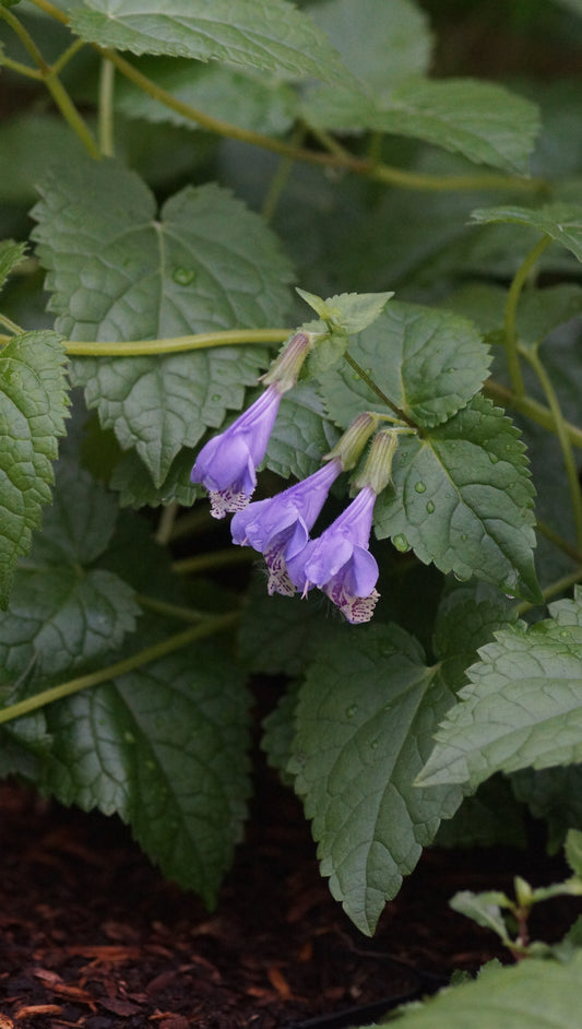 Meehania urticifolia 'Japanblau' - Japannessel