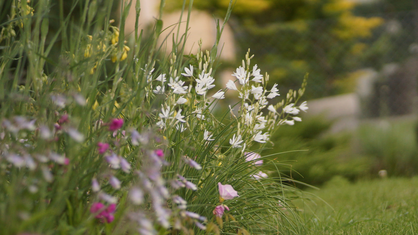 Anthericum liliago  - Astlose Graslilie