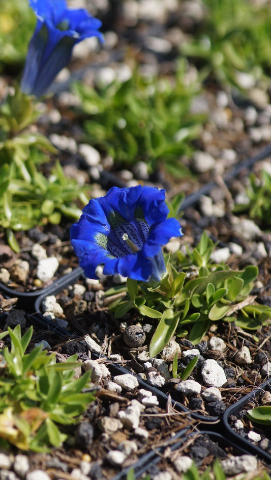 Gentiana occidentalis - Westlicher Enzian